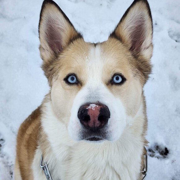 Meet your Posher, Sherie - Picture 5 of 6